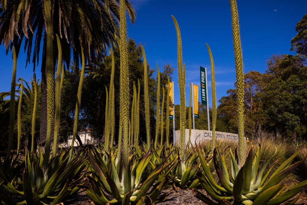 Cal Poly campus entrance near Business building. 